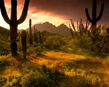 Lower Sonoran Sunrise